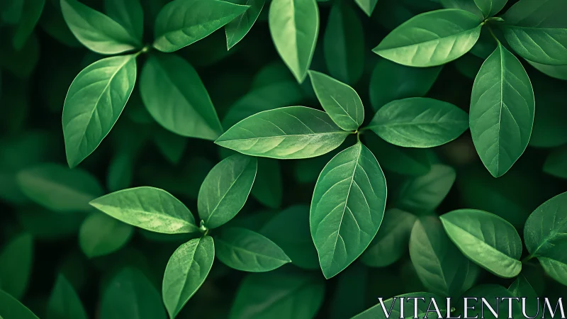 Dense green leaves in close-up overhead view pattern.