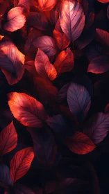 Chromatic red foliage under low key directional lighting study