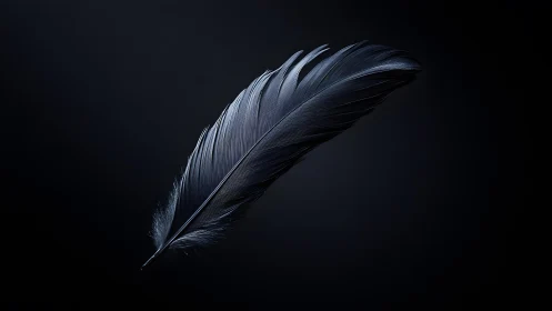 Elegant black feather on dark background in minimalist style.