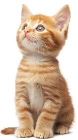 Orange Tabby Kitten Looking Upward with Alert Expression.