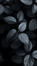 Monochrome foliage study under soft directional light.