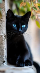 Striking Black Cat with Luminous Blue Eyes.