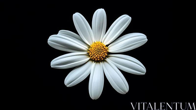 Composite Daisy Flower Against Black Background.