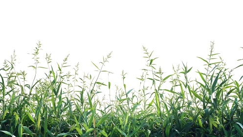 Tall green grass plants form a dense horizontal band