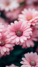 Pink Gerbera Daisy With Golden Center In Bloom.