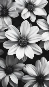 Monochromatic Daisy Cluster in High-Contrast Black and White.