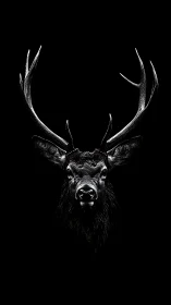 Stag head with antlers in high contrast on black background.