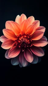Molten Bloom: A Dahlia's Fiery Gradient Dance.