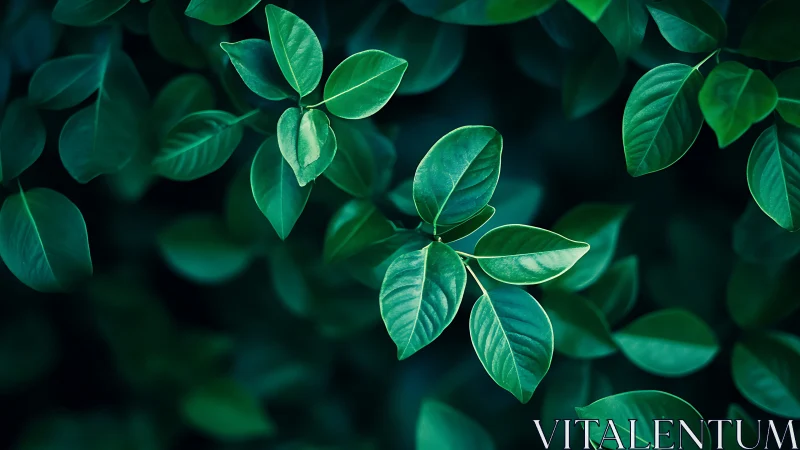 Macro botanical leaf array with high-contrast tonal modeling.