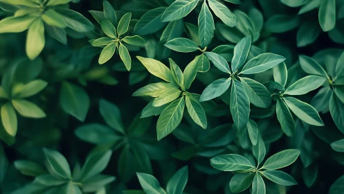 Green foliage pattern with overlapping glossy leaves.