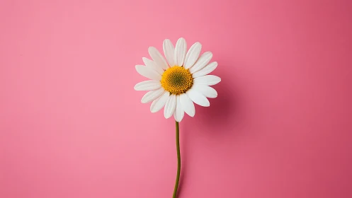 White daisy with yellow center positioned against vibrant pink background.