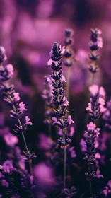 Purple Lavender Field in Dreamy Soft Focus Light