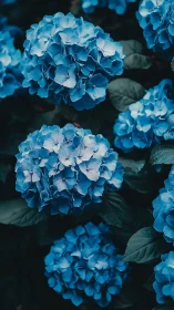 Blue Hydrangea Clusters in Botanical Study.