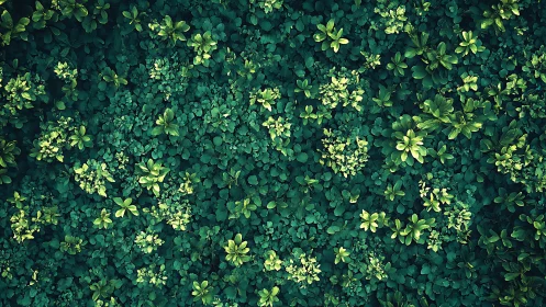 Lush top-view foliage field with dense layered leaf structure.