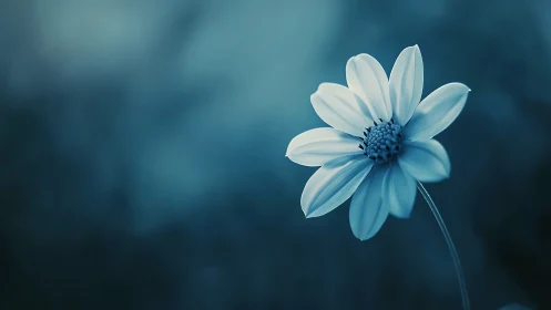 Monochromatic macro profile of single daisy bloom in cyan tones.