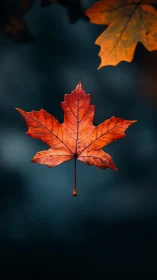 Solitary maple leaf glows against deep teal bokeh background