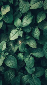 Dense green foliage with layered leaves in soft light.