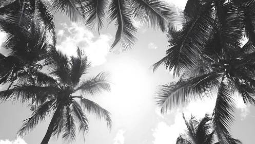 Monochrome palm canopy encircles bright tropical sky.