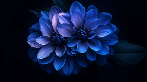 Blue Dahlia Bloom Against Dark Background.