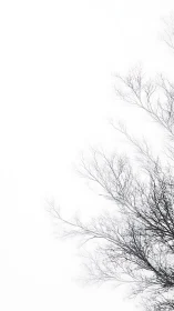 Winter branches whisper quietly into the empty white sky
