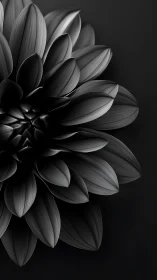 Monochrome Dahlia Petals: Sculptural Light Study.