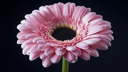 Delicate Pink Gerbera Daisy Blooms in Perfect Detail