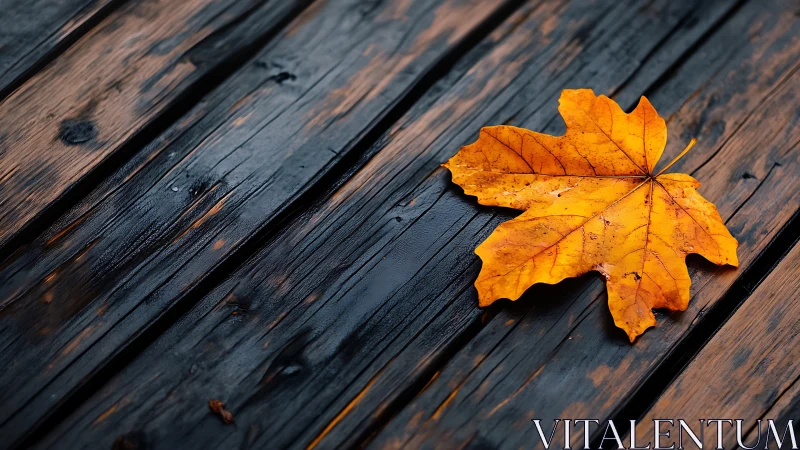 Wet maple leaf rests on dark weathered wooden planks