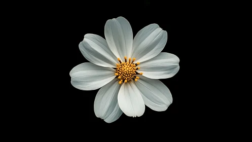 White Cosmos Flower with Golden Center on Black.