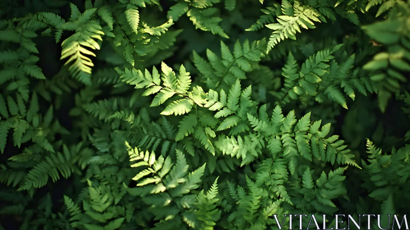 Sunlit fern fronds with shallow depth of field and rich foliage