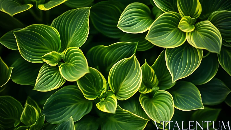 Green hosta foliage with layered leaves and veining.