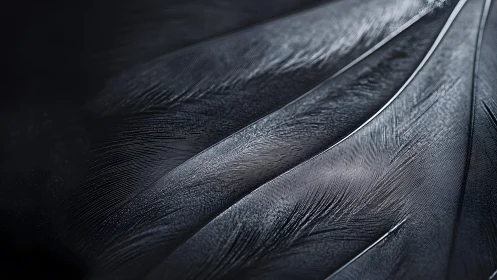 Close-up of black feathers with fine detail in dramatic lighting.