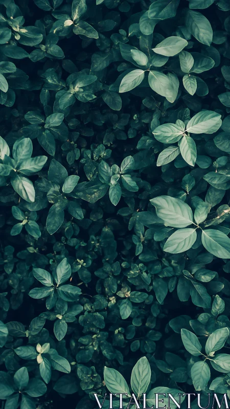 Overhead view of dense green foliage with layered leaves.