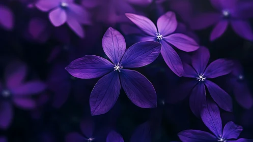 Vibrant Purple Flowers in Soft Focus Light.