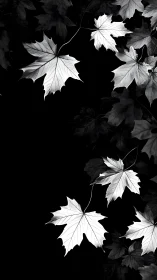 Monochrome maple leaves on deep black negative space.