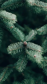 Pine needles quietly orbit a single storybook cone