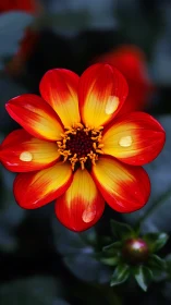 Red and Yellow Dahlia Flower with Concentric Petal Architecture.