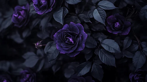 Dark Floral Nocturne: Deep Purple Roses with Moody Atmospheric Lighting.