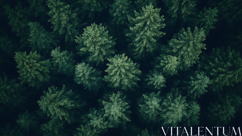 Dense evergreen forest aerial view with rich green tones, natural style.