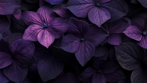Purple Hydrangea Petals with Intricate Vein Details.
