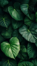 Dark green tropical leaves with bold heart shaped foliage.