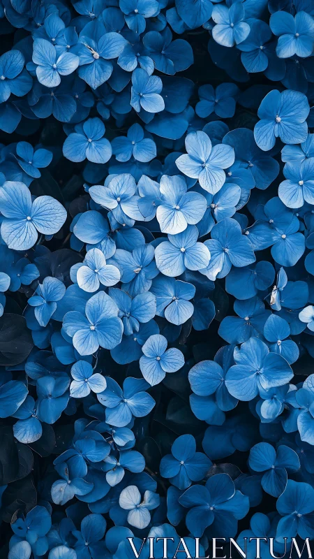 Blue Hydrangea Flowers Overhead View
