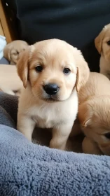 Golden puppy gazing up with soft, hopeful puppy eyes.