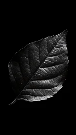 Monochrome macro study of single textured leaf form.