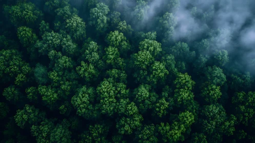 Aerial Forest Canopy with Atmospheric Mist.