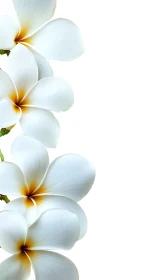 White Plumeria Petals with Golden Stamen Centers Arranged Vertically.