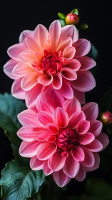 Pink Dahlia Blooms Against Dark Background.