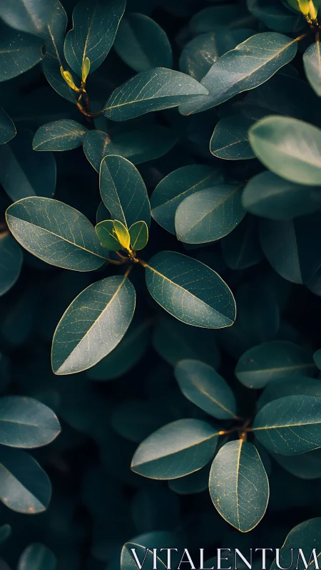 Gentle emerald leaves creating a calm, cozy green retreat.