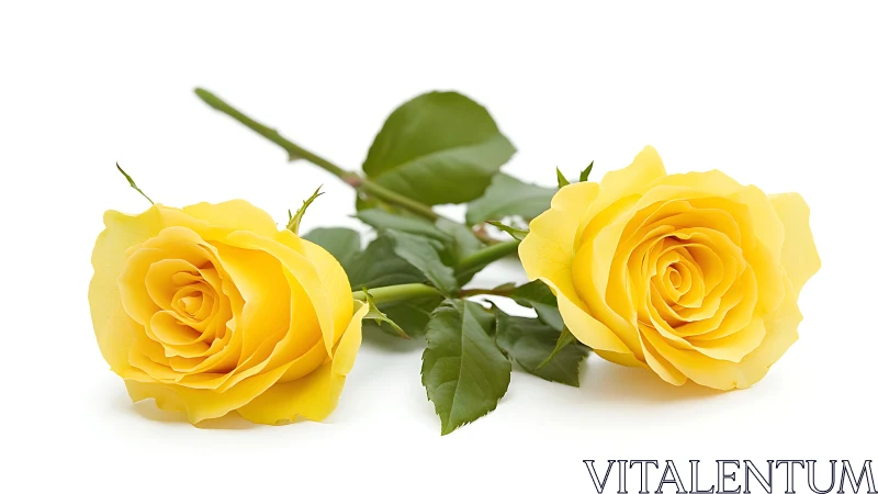 Yellow Roses With Green Stems And Leaves.