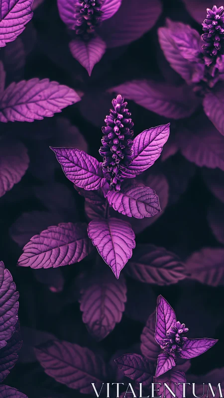 Velvet violet leaves in a dreamy nighttime garden glow.