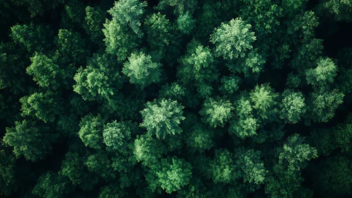 Aerial view of dense green forest with lush treetops, natural style.